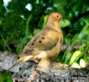 Texas Dove Flight Paths Every Hunter Should Know